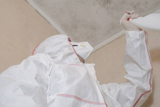 Best Post-Flood Mold Remediation in Burlington, CO